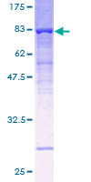 ab157939 on a 12.5% SDS-PAGE stained with Coomassie Blue.