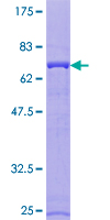 ab157942 on a 12.5% SDS-PAGE stained with Coomassie Blue.