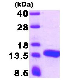 15% SDS-PAGE analysis of 3 µg ab130030.