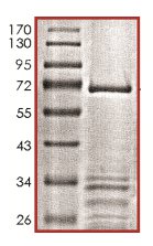 SDS-PAGE analysis of ab133142.