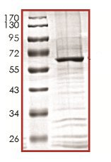 SDS-PAGE analysis of ab133135.