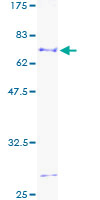 ab160381 on a 12.5% SDS-PAGE stained with Coomassie Blue.