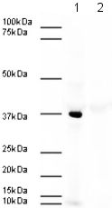 Lane 1 : Anti-Aurora B antibody ( ab2254 ) at 1/500 dilution Lane 2 : Anti-Aurora B antibody ( ab2254 ) Lane 1 : HeLa lysate Lane 2 : HeLa lysate with Human Aurora B peptide (ab13569) at 1 µg Lysates/proteins at 20 µg per lane. Secondary Goat Anti-Rabbit IgG H&L (HRP) ( ab6721 ) at 1/5000 dilution developed using the ECL technique Performed under reducing conditions. Exposure time : 4 minutes