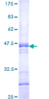 ab163480 on a 12.5% SDS-PAGE stained with Coomassie Blue.