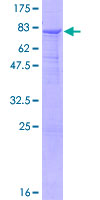 ab165582 on a 12.5% SDS-PAGE stained with Coomassie Blue.