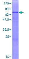 ab165828 on a 12.5% SDS-PAGE stained with Coomassie Blue.