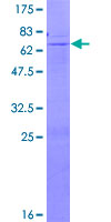 ab158490 on a 12.5% SDS-PAGE stained with Coomassie Blue.