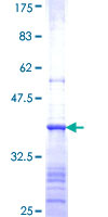 ab157951 on a 12.5% SDS-PAGE stained with Coomassie Blue.