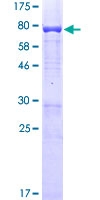 ab159546 on a 12.5% SDS-PAGE stained with Coomassie Blue.
