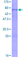 ab157954 on a 12.5% SDS-PAGE stained with Coomassie Blue.