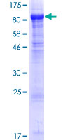 ab157956 on a 12.5% SDS-PAGE stained with Coomassie Blue.