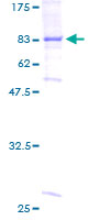 ab157957 on a 12.5% SDS-PAGE stained with Coomassie Blue.
