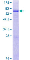 ab165320 on a 12.5% SDS-PAGE stained with Coomassie Blue.