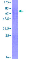 ab166053 on a 12.5% SDS-PAGE stained with Coomassie Blue.