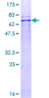 ab162491 on a 12.5% SDS-PAGE stained with Coomassie Blue.