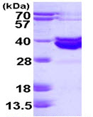 15% SDS-PAGE showing ab113153 (3 µg) at approximately 37.4 kDa
