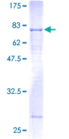 ab153293 on a 12.5% SDS-PAGE stained with Coomassie Blue.
