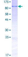 ab165805 on a 12.5% SDS-PAGE stained with Coomassie Blue.