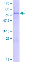 ab163737 on a 12.5% SDS-PAGE stained with Coomassie Blue.