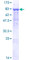 ab165029 on a 12.5% SDS-PAGE stained with Coomassie Blue.