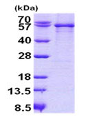 15% SDS-PAGE analysis of ab140591 (3µg).