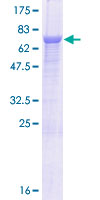 ab164182 on a 12.5% SDS-PAGE stained with Coomassie Blue.
