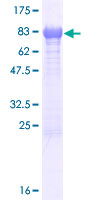 ab165230 on a 12.5% SDS-PAGE stained with Coomassie Blue.