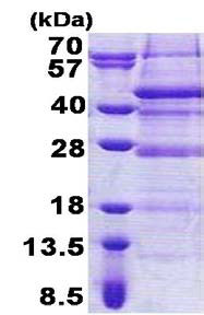 15% SDS-PAGE analysis of ab168089 (3 µg).