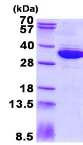15% SDS-PAGE analysis of ab134607 (3µg).