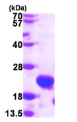 15% SDS-PAGE showing ab107137 (3µg).