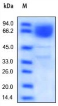 SDS-PAGE analysis of reduced ab167735 and staining overnight with Coomassie Blue. Protein migrates as 80 kDa in reduced SDS-PAGE resulting from glycosylation.