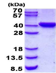 15% SDS-PAGE analysis of 3 µg ab139236.