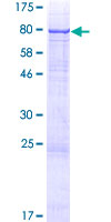 ab164681 on a 12.5% SDS-PAGE stained with Coomassie Blue.