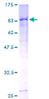 ab157987 on a 12.5% SDS-PAGE stained with Coomassie Blue.