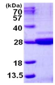 15% SDS-PAGE analysis of ab126673 (3 µg)