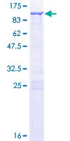 12.5% SDS-PAGE analysis of ab132364 stained with Coomassie Blue.