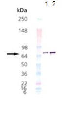 All lanes : Calnexin - ER membrane marker at 1/1000 dilution Lane 1 : Human Calnexin - ER membrane marker full length protein (ab115706) at 0.05 µg Lane 2 : Human Calnexin - ER membrane marker full length protein (ab115706) at 0.1 µg
