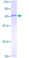 ab165241 on a 12.5% SDS-PAGE stained with Coomassie Blue.