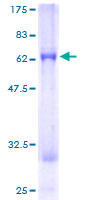 ab163488 on a 12.5% SDS-PAGE stained with Coomassie Blue.