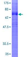 ab158150 on a 12.5% SDS-PAGE stained with Coomassie Blue.