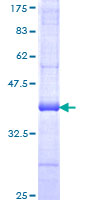 ab153240 on a 12.5% SDS-PAGE stained with Coomassie Blue.