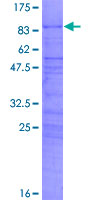 ab160540 on a 12.5% SDS-PAGE stained with Coomassie Blue.