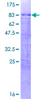 ab161659 on a 12.5% SDS-PAGE stained with Coomassie Blue.