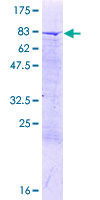ab165666 on a 12.5% SDS-PAGE stained with Coomassie Blue.