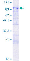 ab165773 on a 12.5% SDS-PAGE stained with Coomassie Blue.