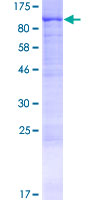 ab166337 on a 12.5% SDS-PAGE stained with Coomassie Blue.