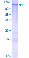 ab163027 on a 12.5% SDS-PAGE stained with Coomassie Blue.