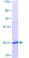 ab158052 on a 12.5% SDS-PAGE stained with Coomassie Blue.
