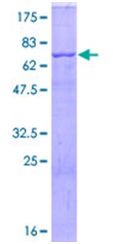 12.5% SDS-PAGE analysis of ab114165, stained with Coomassie Blue.