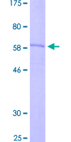 ab153282 on a 12.5% SDS-PAGE stained with Coomassie Blue.